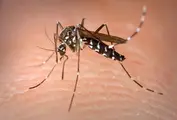 1200px-Aedes_Albopictus